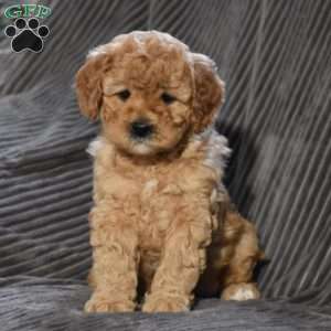 Maleah, Cavapoo Puppy